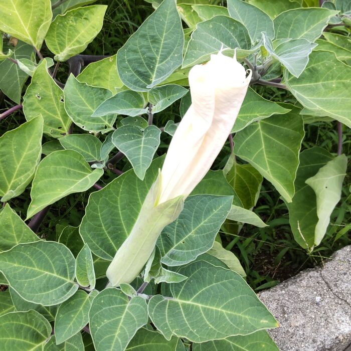 まもなく開花の「ダチュラ」です