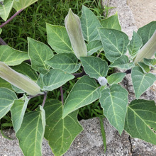 猛毒です!オクラじゃないよー!食べちゃダメー!「ダチュラ」だよ!「8月道端の危険雑草」