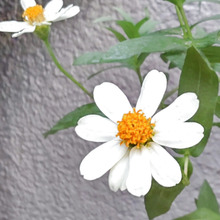 【8月道端の花】炎天下の夏向き!花びらに隠された不思議とは?花言葉は「友への愛」「絆」「幸福」