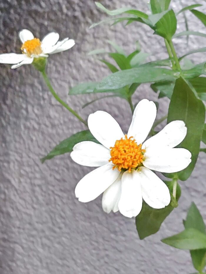 【8月道端の花】炎天下の夏向き！花びらに隠された不思議とは？花言葉は「友への愛」「絆」「幸福」