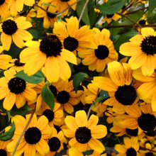 「8月の道端の花」「ひまわり」ではないよ♡黒目がキュートなにぎやかな子♡花言葉は「あなたを見つめる」