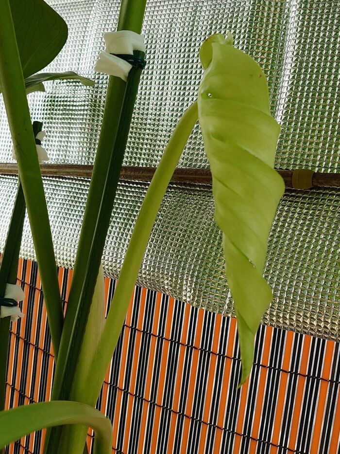 少しずつ開き始め2日目