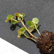 【道端の驚きの植木】見るも無残なゼラニウムちゃん!こうならない為に気をつけて!