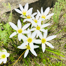 【マメじゃない私の園芸】年中ほったらかし〈毎年、必ず綺麗に咲いてくれる〉庭にオススメな植物