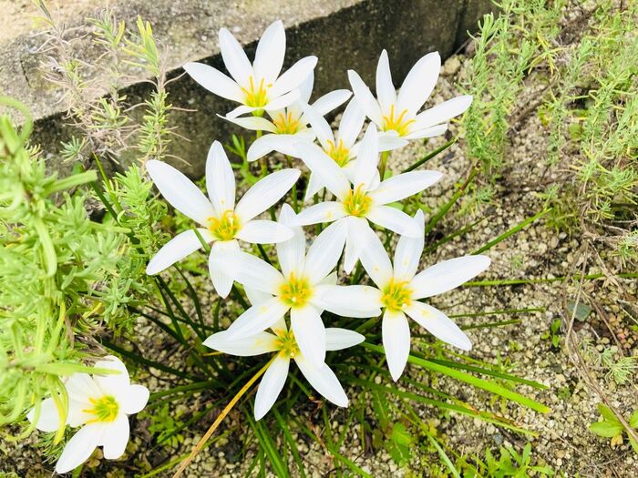 【マメじゃない私の園芸】年中ほったらかし〈毎年、必ず綺麗に咲いてくれる〉庭にオススメな植物