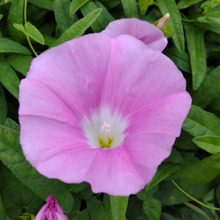 「朝顔」と類似の毒あり「昼顔」猛毒の「チョウセンアサガオ」って?夏場の危険!お子様を守って!