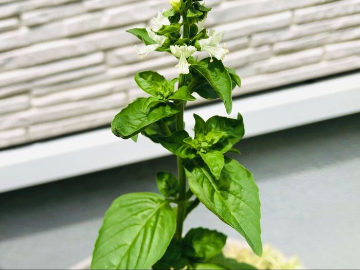 可愛らしいお花が咲きましたよ♡