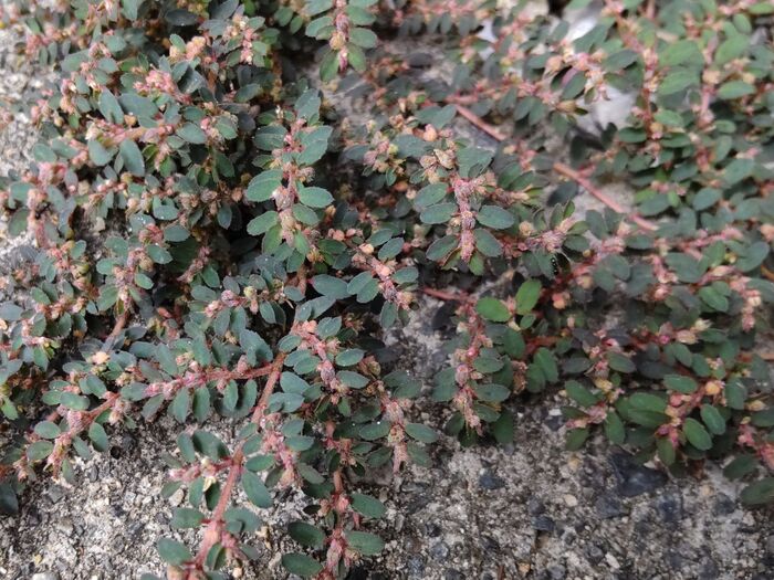 カットすると、乳白色の毒性の液が出るため、直接触れると危険です。