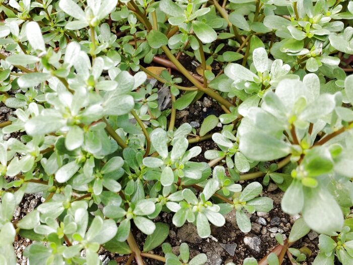 【8月の道端の雑草】いざという時に役に立つ雑草♡こちらに似た毒草って?類似の葉を持つ可愛いお花って?
