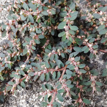 【8月の道端の危険雑草】お子様注意!別名は「ボンド草」アリは集まるが、花言葉は男性が逃げ出す怖さです