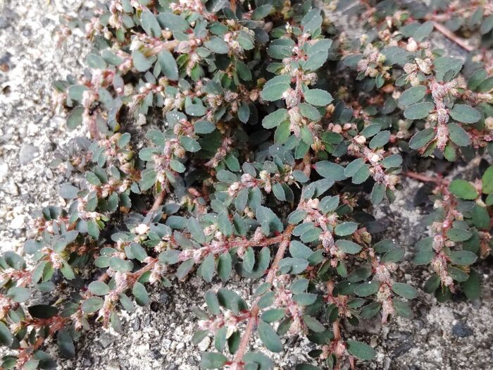 【8月の道端の危険雑草】お子様注意!別名は「ボンド草」アリは集まるが、花言葉は男性が逃げ出す怖さです