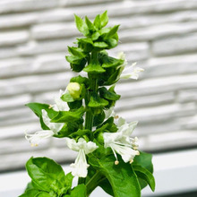 【マメじゃない私の園芸】ほったらかしてたら可愛らしい花咲いちゃった。食べられるんかーーーい!!