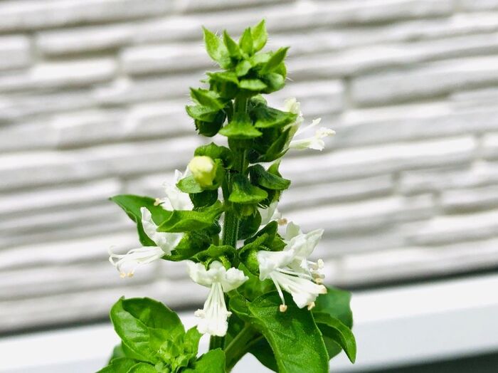 【マメじゃない私の園芸】ほったらかしてたら可愛らしい花咲いちゃった。食べられるんかーーーい!!
