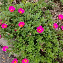 【8月道端のお花】園芸初心者さん、ズボラさんオッケイ!真夏の炎天下でも元気な「ポーチュラカ」って?