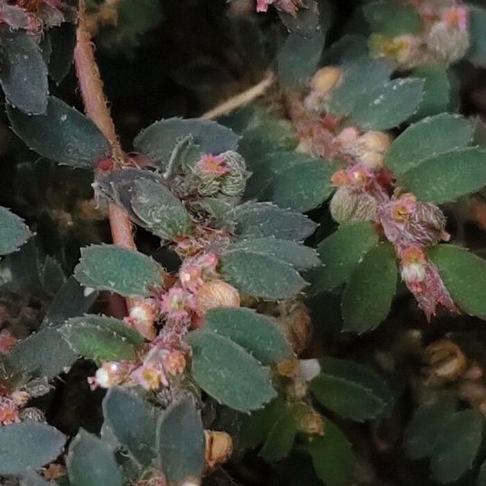 花言葉は、「執着」「密かな情熱」 「変わらぬ愛」