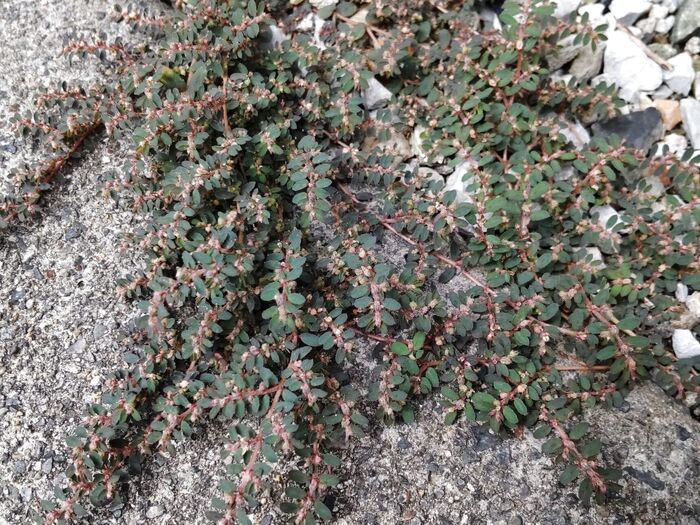 別名「ボンド草」と呼ばれ、お子様が遊んでしまうと危険ですー!