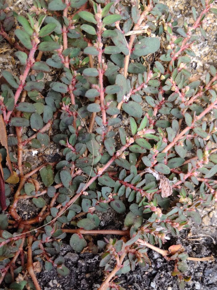 追加 違う場所で見つけた「コ二シキソウ」。