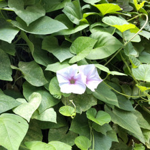 【8月の危険植物】恐ろしー!可愛くて御免!乗っ取っちゃって御免?小悪魔的存在ー!