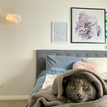 保護猫を迎えるってどんな感じ?最初の1年ルポ