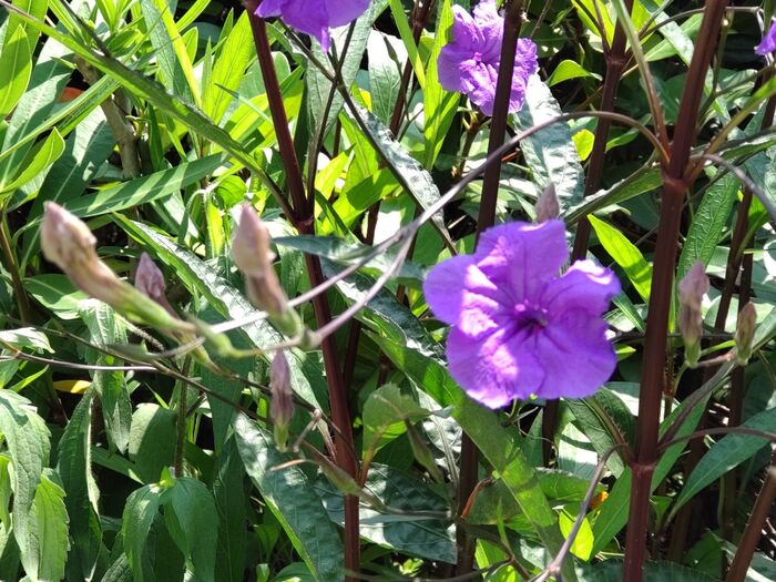【8月道端の危険な雑草】可愛い花だけど、駆除対象なの?花言葉は「愛らしさ」「正直」「勇気と力」
