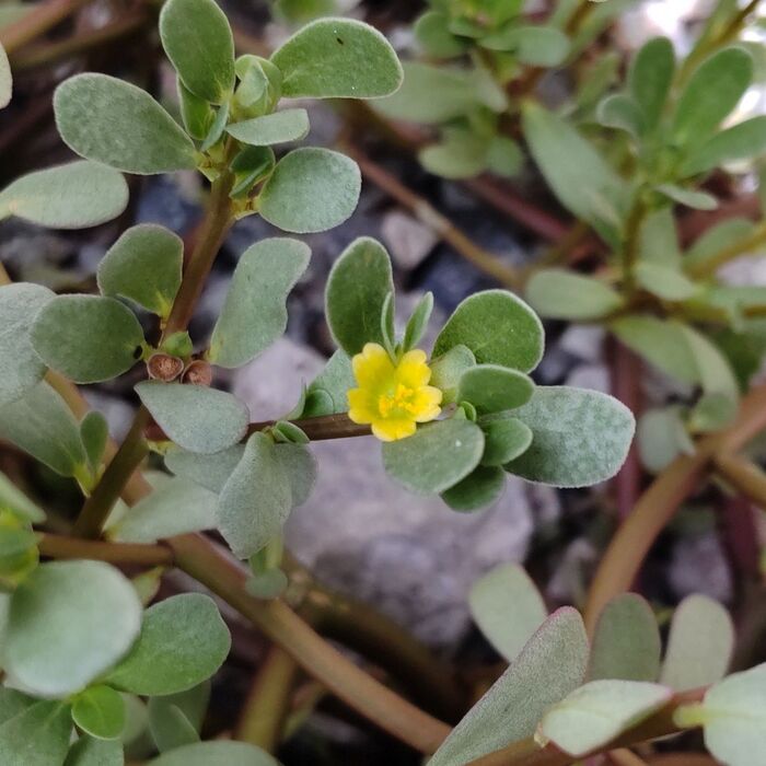 「スベリヒユ」の花言葉は「無邪気」「暴れん坊」