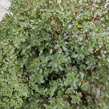 【8月の道端】「暴れん坊」の花言葉をもつ「スベリヒユ」のレアな「無邪気」な花を探し当てました!