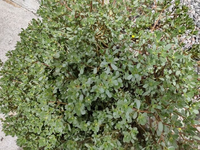 【8月の道端】「暴れん坊」の花言葉をもつ「スベリヒユ」のレアな「無邪気」な花を探し当てました!