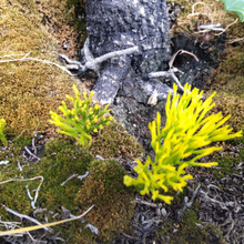 【8月の道端】毒はあるの?新種のキノコ?絶滅危惧植物?非常に珍しいものなんですよー!