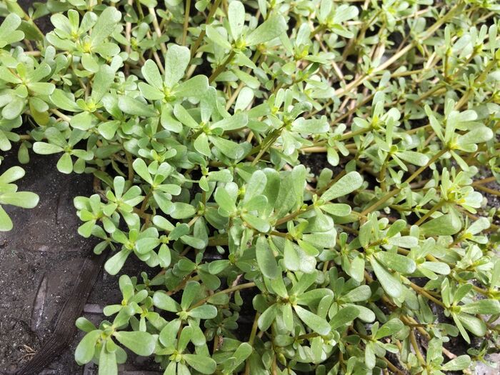 こちらの植物は「スベリヒユ(滑莧)」です