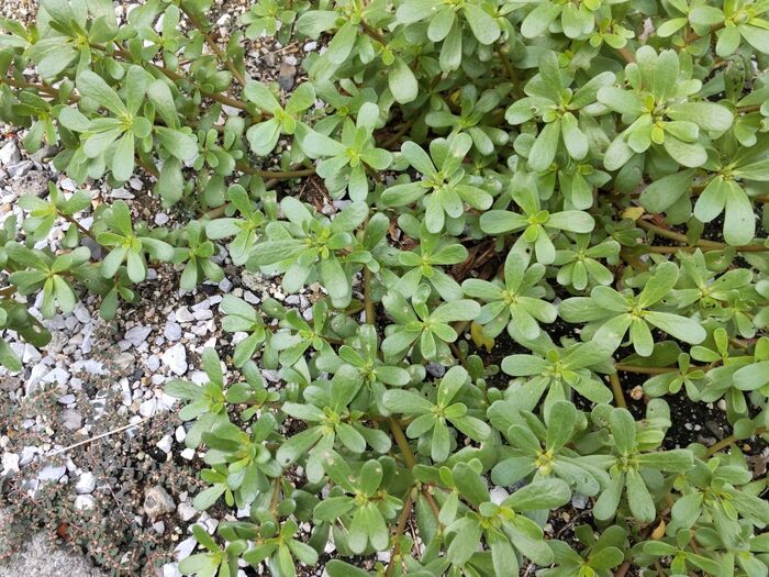 そんな「スベリヒユ」ですが、お花を咲かせるんですよー!