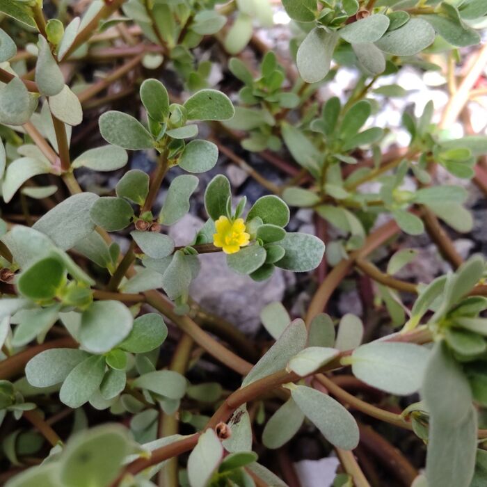 ご縁あって出会えましたよ!「スベリヒユ」のお花ですー(#^.^#)