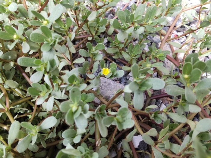 1つの茎に1輪しか咲かせないとのこと