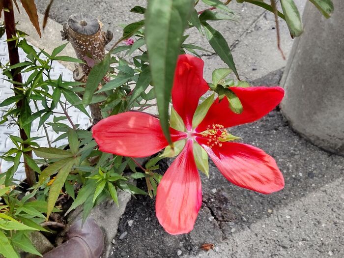 「8月道端の危険植物の隣！」可愛い顔した赤いゾンビ花の正体は？凄い生命力にビビりますよーー！