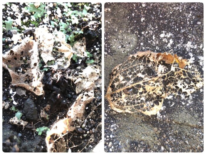 ダンゴムシは落ち葉が大好き