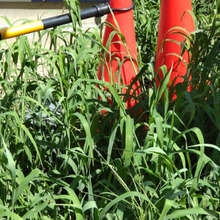 【8月の厄介な道端の雑草】「雑草界の女王」!しつこさは誰にも負けません?「メヒシバ」とは?