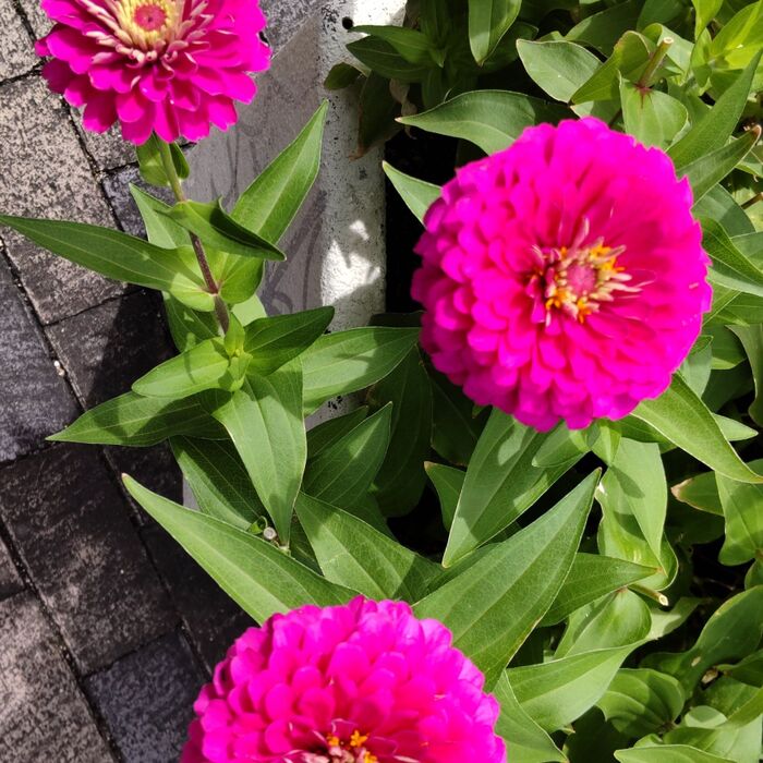 園芸初心者さんにも、お勧めのお花!なんですってー♪