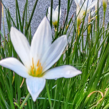 「8月、道端の毒あり植物」怖い!ヒガンバナ科?花言葉は「純白の愛」♡慎ましい顔して、図太いの♪