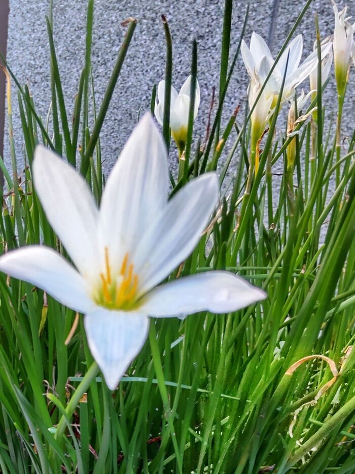 「8月、道端の毒あり植物」怖い!ヒガンバナ科?花言葉は「純白の愛」♡慎ましい顔して、図太いの♪
