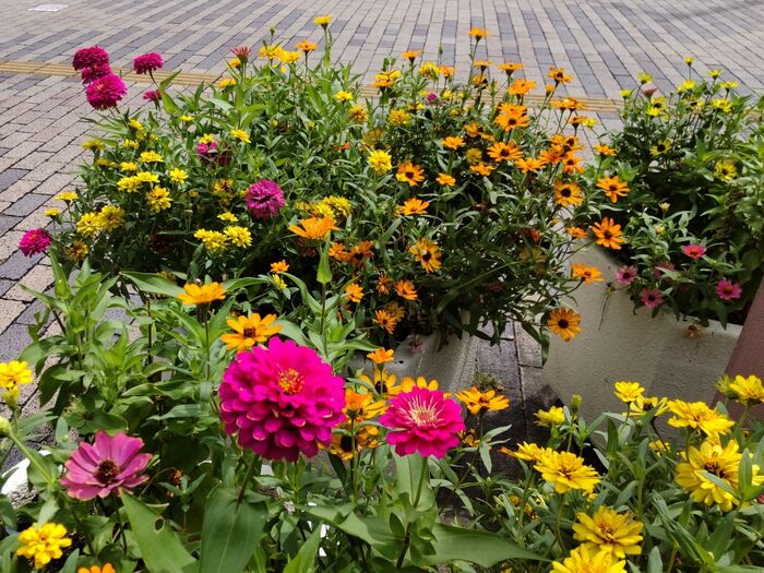 この植物は「ジニア」です。別名は「ヒャクニチソウ(百日草)」です