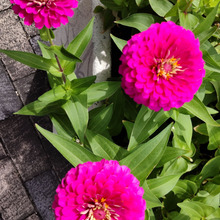 夏に負けないポップな可愛い花♡5月から11月まで花姿が楽しめます♡切り花にもなるよ!