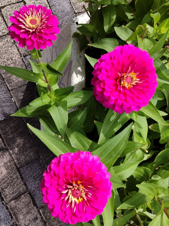 夏に負けないポップな可愛い花♡5月から11月まで花姿が楽しめます♡切り花にもなるよ!