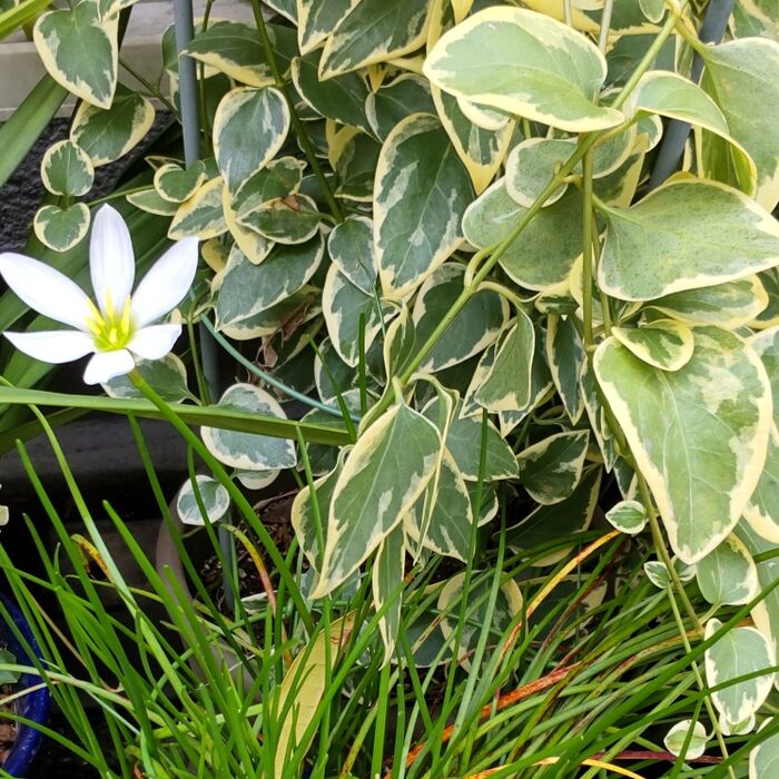 リコリン(アルカロイド成分)は全草に含まれていますが、特に、鱗茎や葉に多く含まれています