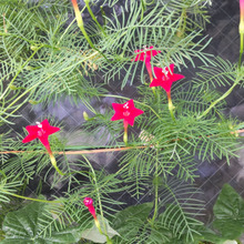 【8月道端の毒草】危険部位は?赤星型の「愛らしい」花姿だけど「おせっかい」で「でしゃばり」なんです?