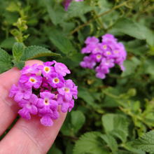 炎天下に強い素敵な花発見ー!花姿が可愛すぎるー!毒草の「ランタナ」の花姿に似てる?