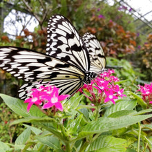8月のお花♡花言葉は「希望が叶う」♡夜空の星のような花「ペンタス」って?毒はあるの?
