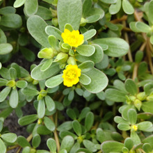 【9月の道端】美しくしたジャイアンのような「スベリヒユ」の花?♡雑草界の「無邪気」な「暴れん坊」