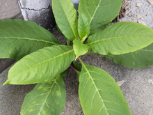 【夏秋の道端の危険】この植物は猛毒植物の幼い頃!見たら抜いて!簡単な見分け方のコツをご紹介!