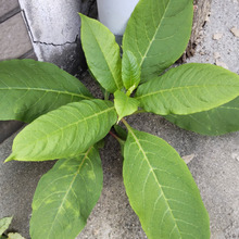 【夏秋の道端の危険】この植物は猛毒植物の幼い頃!見たら抜いて!簡単な見分け方のコツをご紹介!