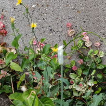 不気味な白い蕾な~んだ?ヒント、9月、馴染み深い食材、別名の意味は「怠け者が育てる草」どんな花なの?