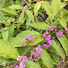 「9月の道端」秋を告げる、紫色の小さな実♡源氏物語の作者の名♡花言葉は「上品」「聡明」他